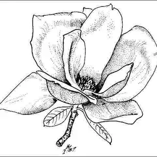 thumbnail for publication: Magnolia x soulangeana 'Burgundy': 'Burgundy' Saucer Magnolia